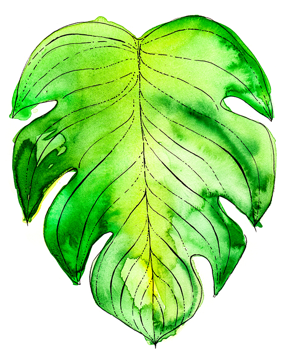 Drawing of the week: Leaves | Ella's Place