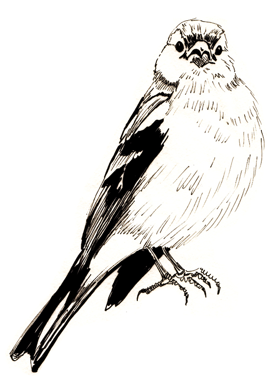 Bird of the fortnight. Quick sketch Chaffinch (c) Ella Johnston ellasplace.co.uk