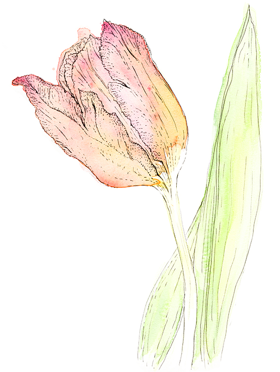 Tulip watercolour and ink illustration by Ella Johnston ellasplace.co.uk 