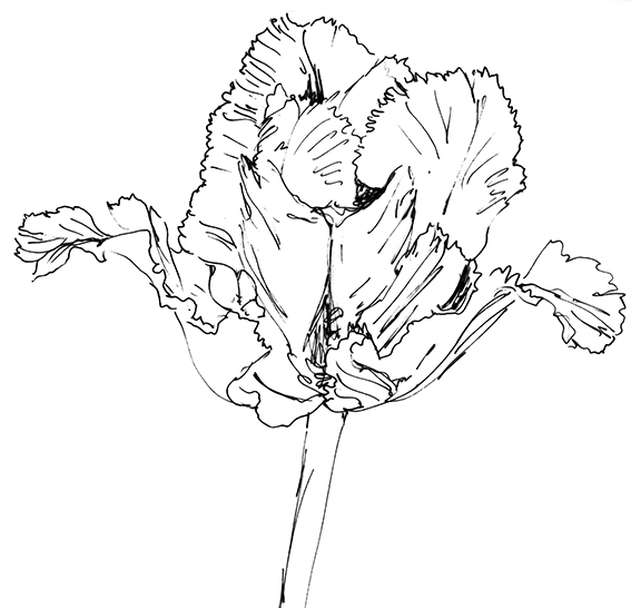 Flower of the fortnight. Quick sketch Tulip (c) Ella Johnston ellasplace.co.uk