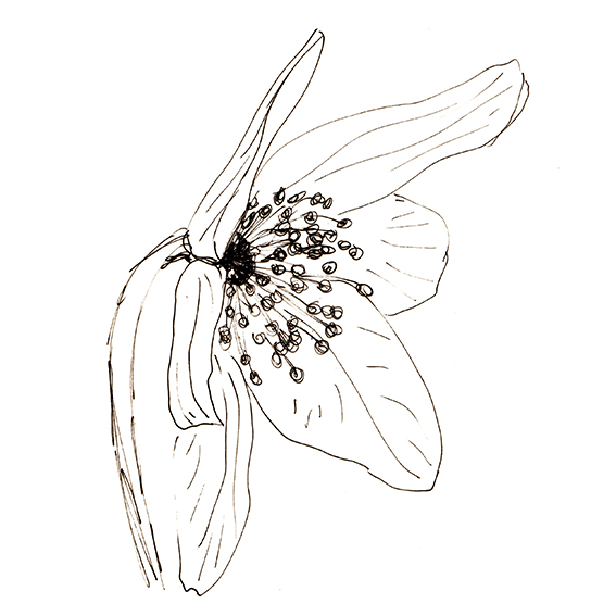 Flower of the fortnight. Quick sketch Anemone. (c) Ella Johnston ellasplace.co.uk