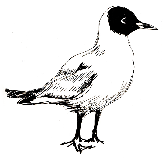 Blackheaded Gull Sketch Ella Johnston ellasplace.co.uk
