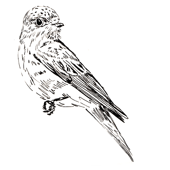 Spotted Flycatcher black and white sketch. Ella Johnston. Bird of the Fortnight ellasplace.co.uk 