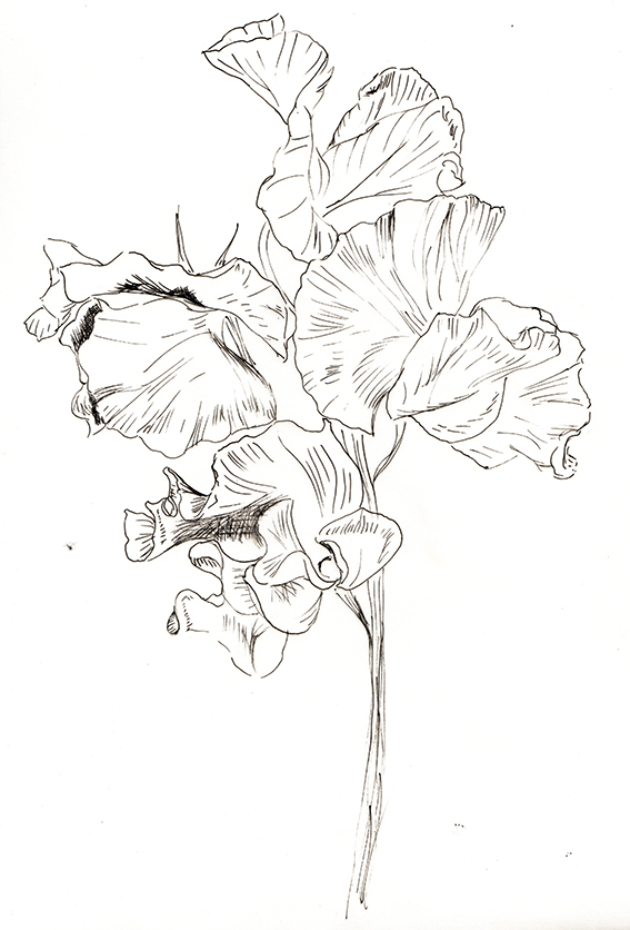 Sweetpea black and white sketch. Ella Johnston. Plant of the Fortnight ellasplace.co.uk 