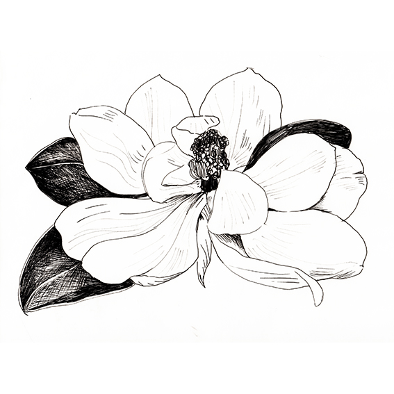 Magnolia black and white sketch. Ella Johnston. Plant of the Fortnight ellasplace.co.uk 