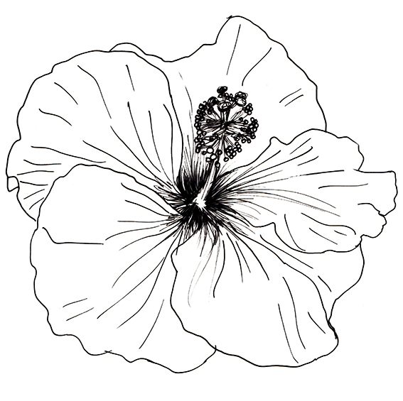 Hibiscus Black and White drawing by Ella Johnston ellasplace.co.uk 