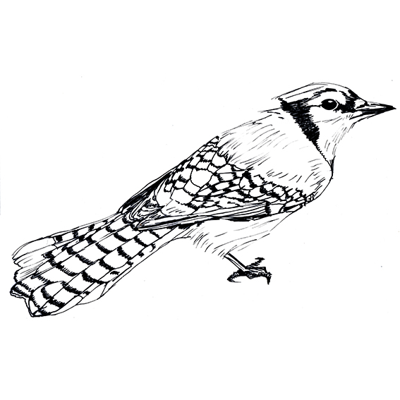 outline blue jay black and white