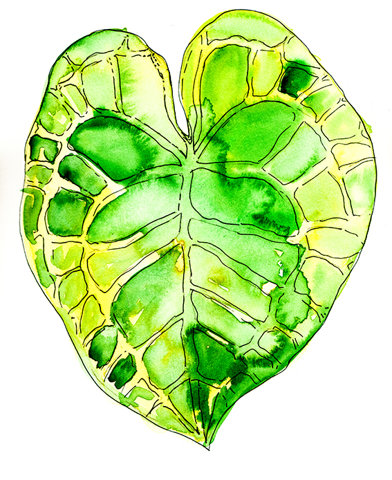 Leaves watercolour illustration Ella Johnston