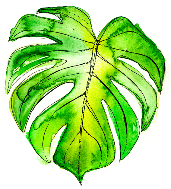 Leaves watercolour illustration Ella Johnston