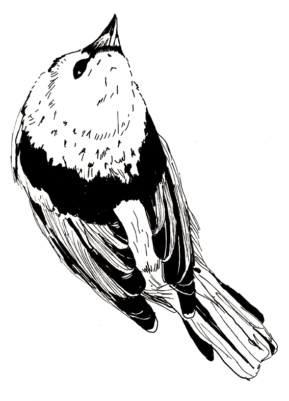 The Green-headed Tanager sketch (c) Ella Johnston