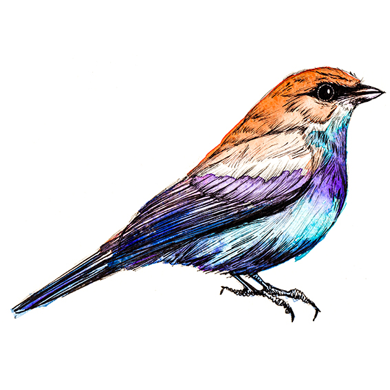 Bird of Brazil illustration Ella Johnston 