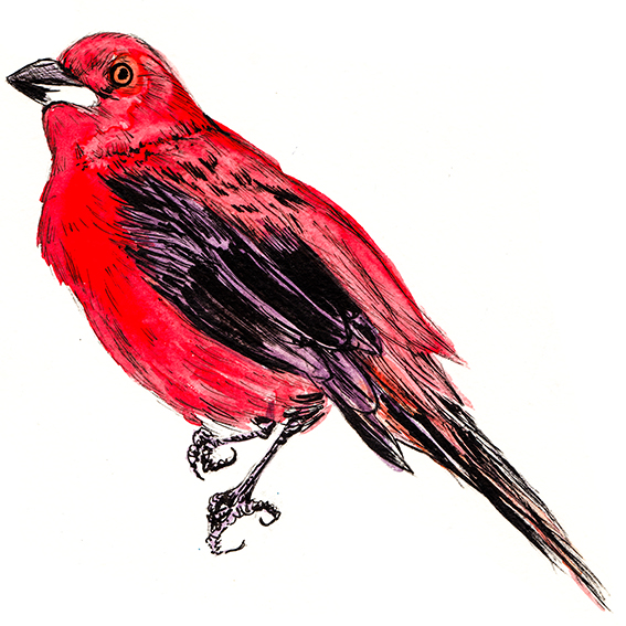 Bird of Brazil illustration Ella Johnston 
