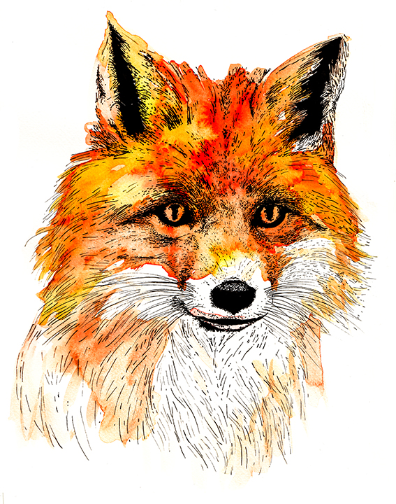 Fox portrait drawing by Ella Johnston ellasplace.co.uk