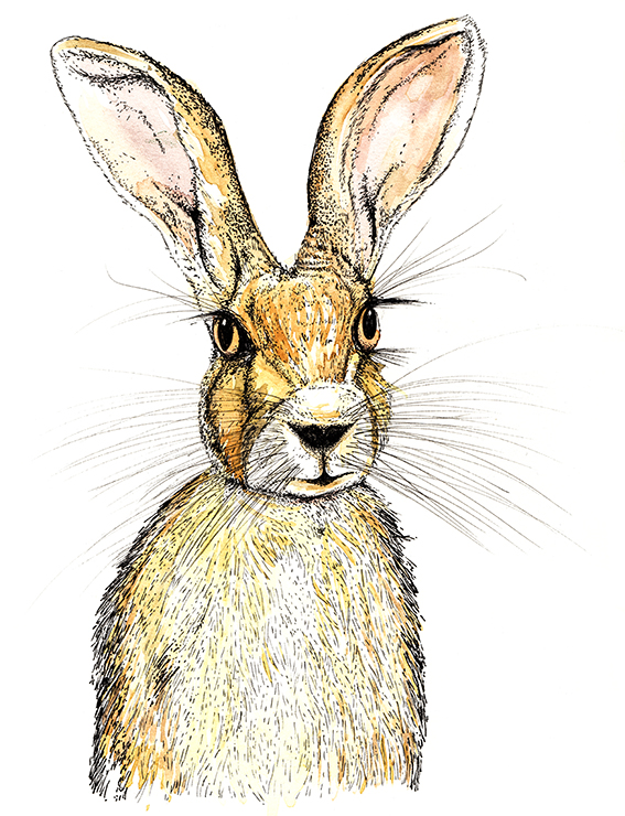Hare illustration (c) Ella Johnston ellasplace.co.uk