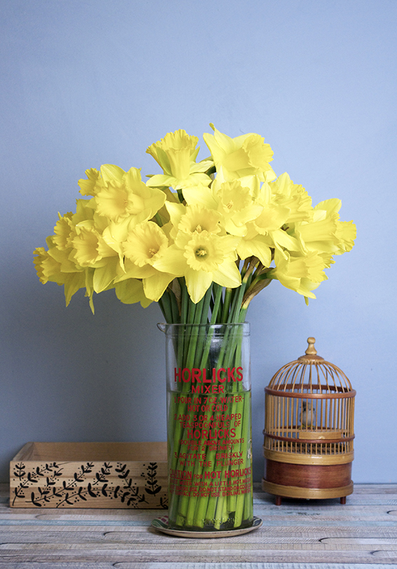 daffodils (c) Ella Johnston
