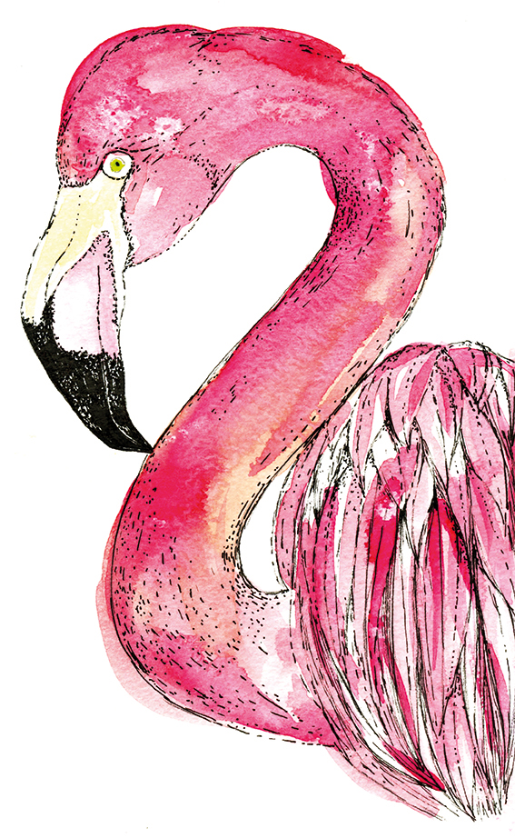 Flamingo (c) Ella Johnston