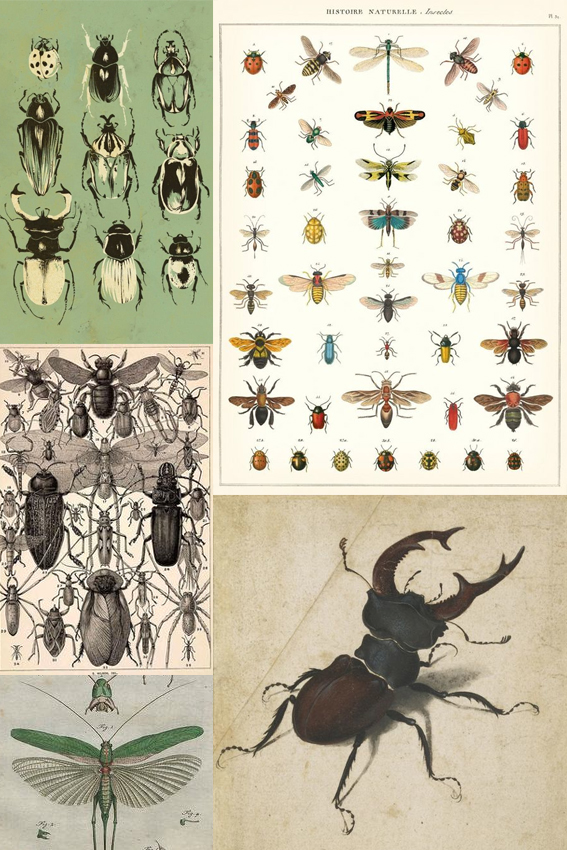 Monday Moodboard: Insects 