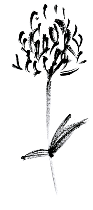 Black and white wild flower sketches (c) Ella Johnston