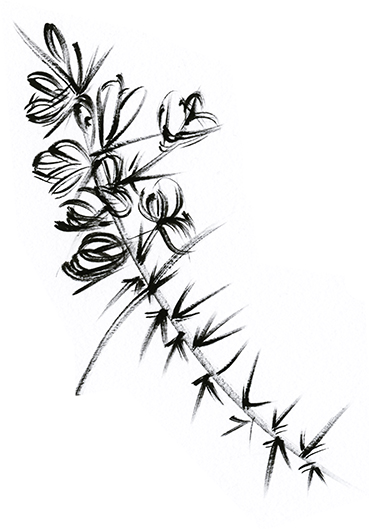 Black and white wild flower sketches (c) Ella Johnston