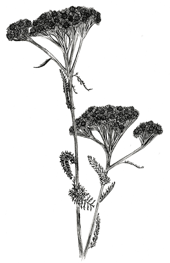 Rosebay Willlowherb, black and white fine line botanical illustration. Ella Johnston 