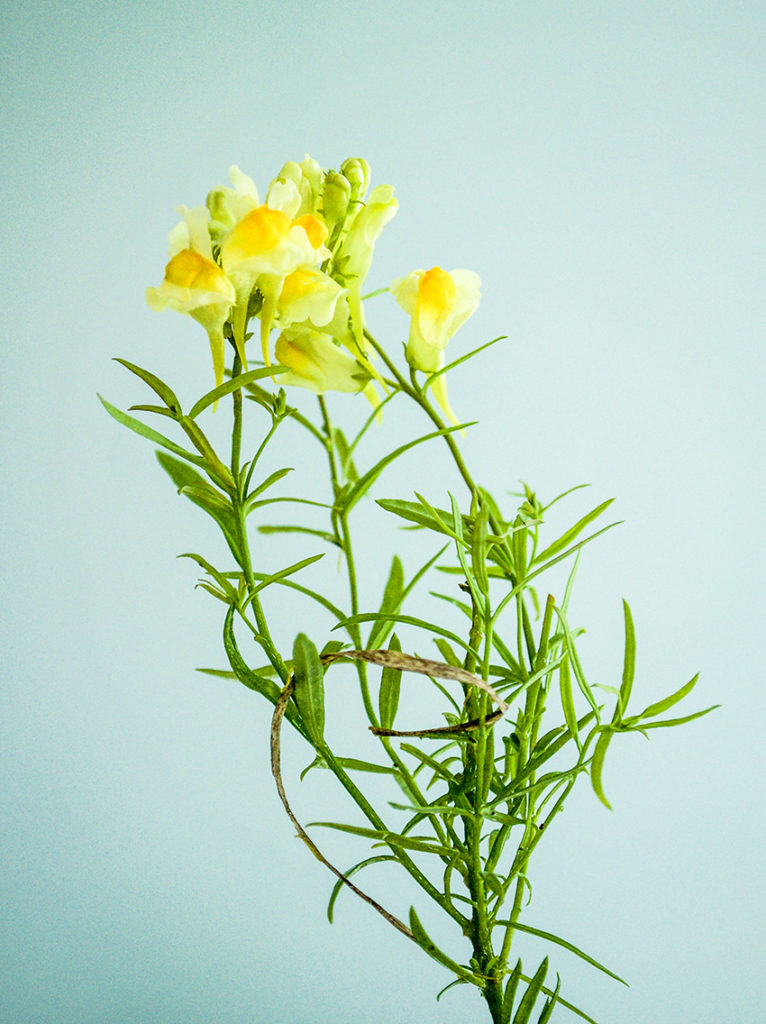 Ikebana-inspired botanical photography, (c) Ella Johnston/Dunlin press