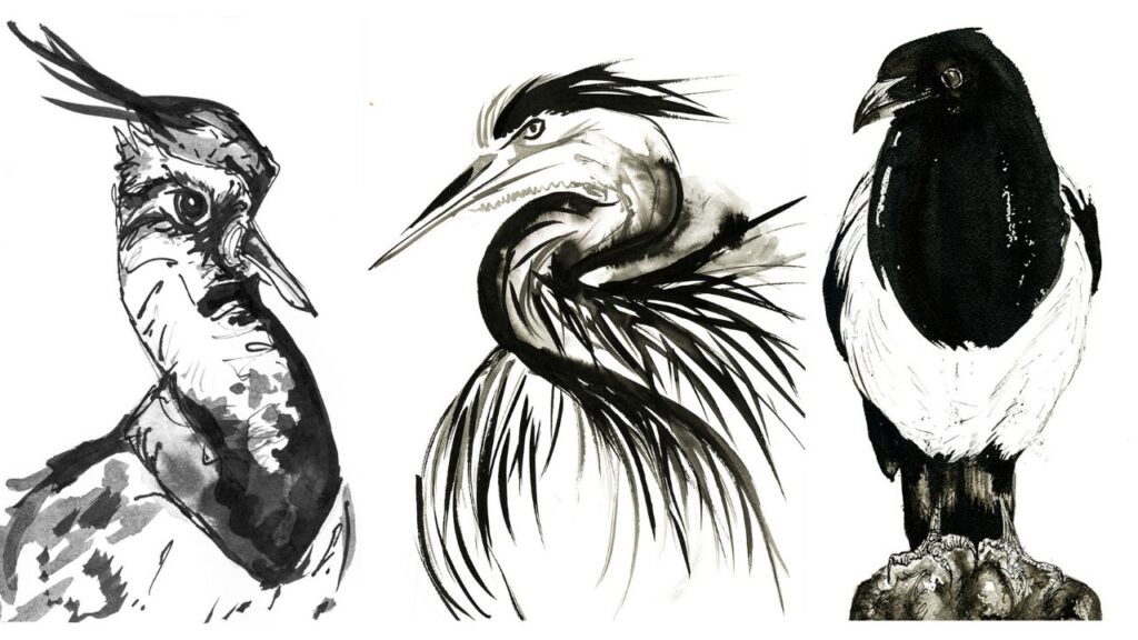 Avian bird drawings Ella Johnston